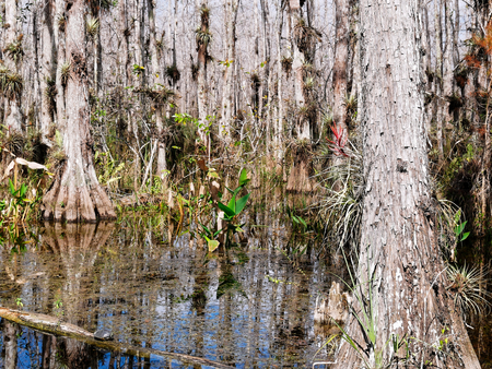 Wet land with tree and turtleの写真素材
