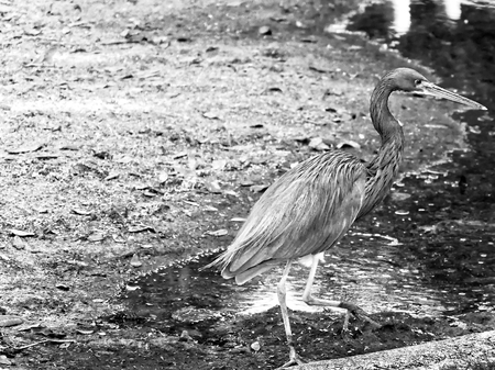 long bird black white riverの写真素材