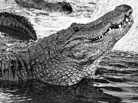 aligator gaze from river black whiteの写真素材