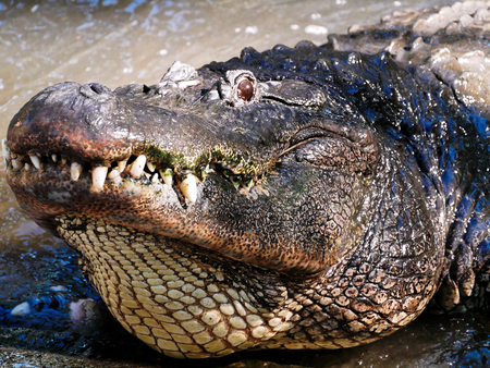 alligator jaw mossの写真素材