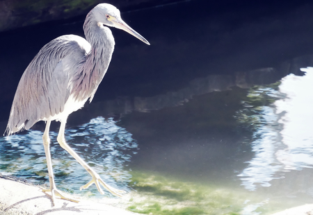 bird beak long greyの写真素材