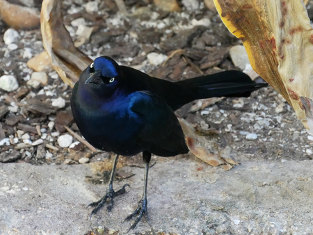 blak bird confusionの写真素材