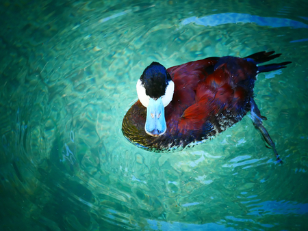 blue duck waterの写真素材