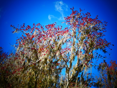 blossoms red spring willowの写真素材