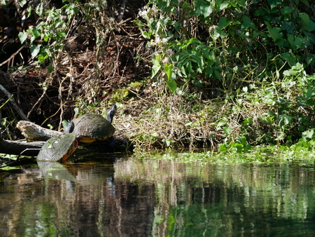 mating turtles landの写真素材