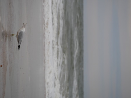 scream seagull seat waterの写真素材