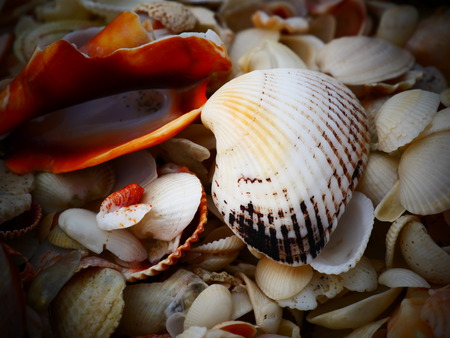 orange sea shell