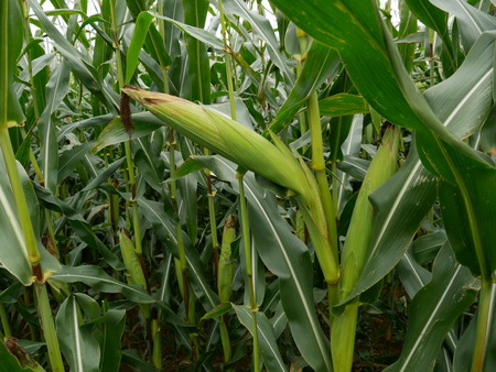 Corn on the cob in a green fieldの写真素材