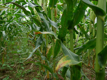 Maize field with brown earthの写真素材