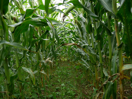Corn Labirinth with earthの写真素材
