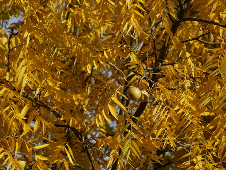 Deciduous tree in yellowの写真素材
