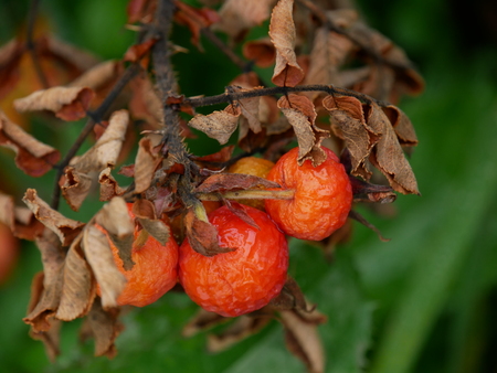 Orange fruit in autumn with brown leavesの写真素材