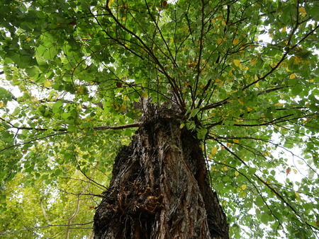 Treetop in bright green with woodの写真素材
