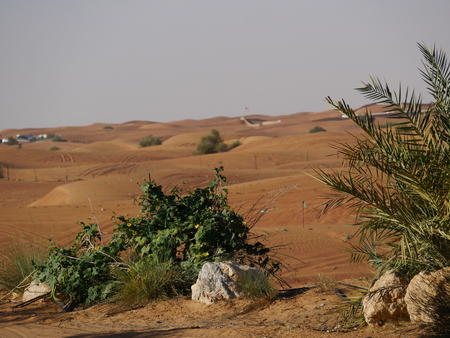 Bushes and shrubs in the desertの写真素材