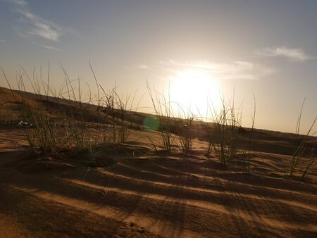 Dune grass at sunset in the desert of Dubaiの写真素材