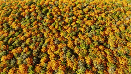 Autumn forest many trees in the orange hills 3D render