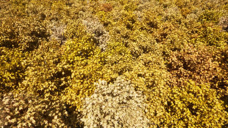 Beautiful pattern orange autumn forest 3d rendering