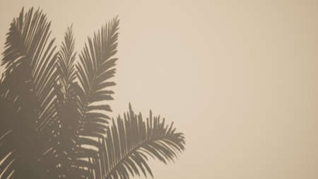 Shadow palm leaves overlay effect Tropical Sun light 3d renderの写真素材