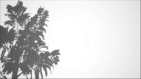 Leaves tree branch falling on white wall Nature background Transparent blurry shadow of tropical...