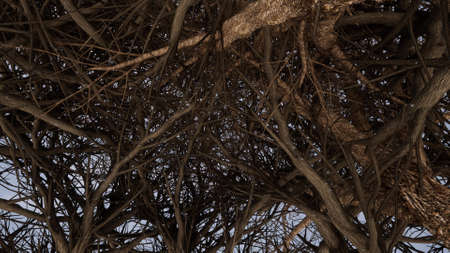 Tree branches Nature winter season forest Sun beam 3d renderの写真素材