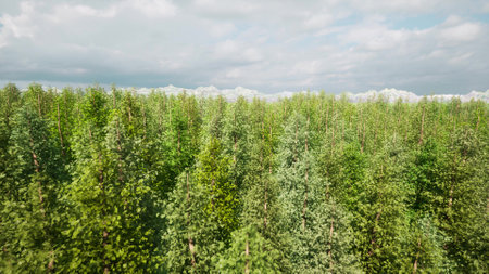 Green Forest wild nature landscape Aerial view Sunset scene Sunlight sky 3d renderの写真素材
