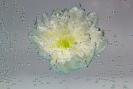 White chrysanthemum coverd by air bubblesの写真素材