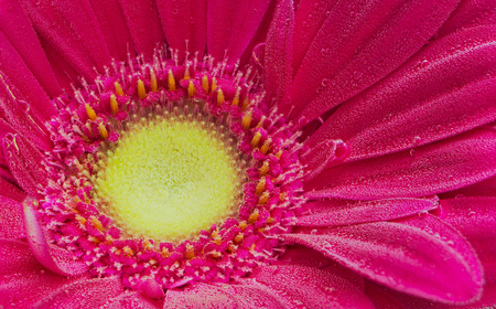 Red gerbera under air bubbles close upの写真素材
