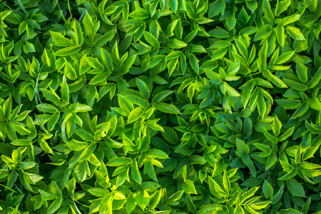 goutweed leaves flat background with selective focusの写真素材