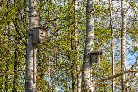 two empty birdhouses on poplar trees in spring daylight with selective focusの写真素材