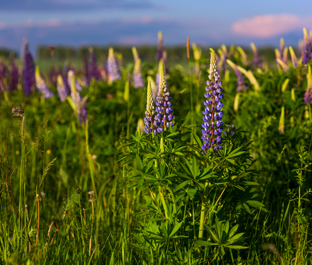 lupines in field with selective focusの写真素材