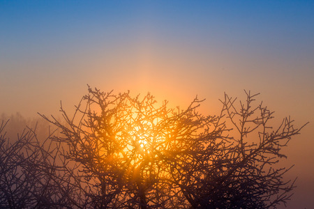 sun behind frozen tree winter backgroundの写真素材