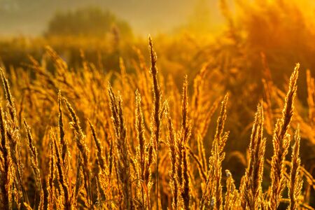 Golden dry long Stipa tenacissima or ssparto feather grass at autumn morning with selective focus.の写真素材