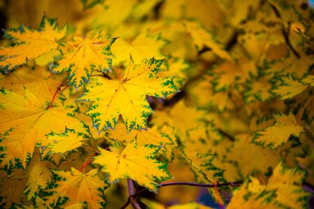 autumn background with colorful yellow maple leaves on tree - selective focus close-up shot