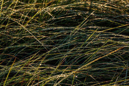 Long thin green swamp grass with morning dew. Close-up with selective focus and blur.の写真素材