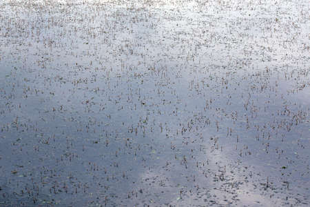 Persicaria amphibia aquatic plant sticking out through river or lake water surface
