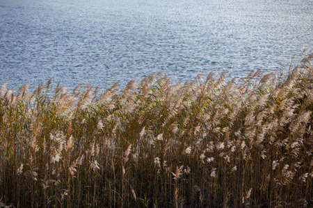 Phragmites australis, common reed - dense thickets in the daylight, lake water surface in the...