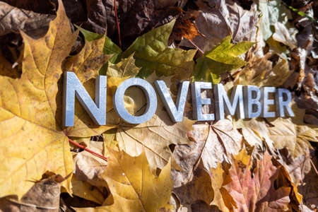 the word november laid with metal letters over yellow autumn fallen leaves - closeup with selective...