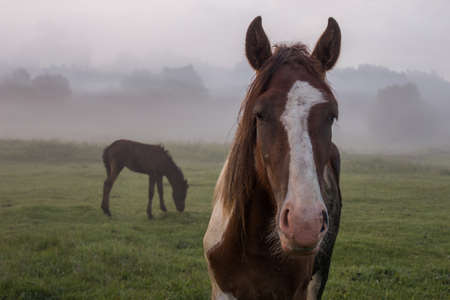 brown horse and foal in the fog on a summer morning in the meadowの写真素材