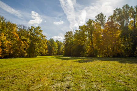 sunny autumnal meadow and yellow forest on its edgesの写真素材