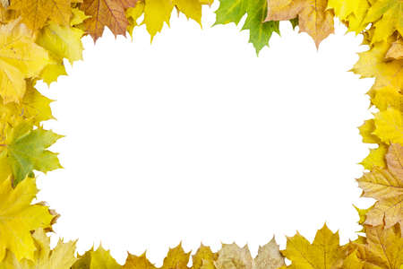 yellow autumn maple leaves rectangular frame isolated with white background