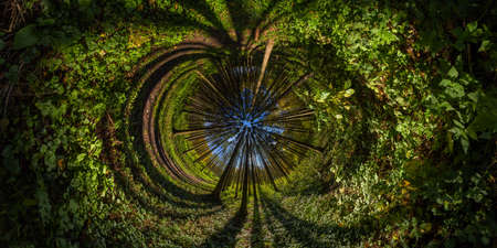 hyperbolic tunnel panorama projection of spherical panorama in sunny autumn day in pine forest with blue skyの写真素材