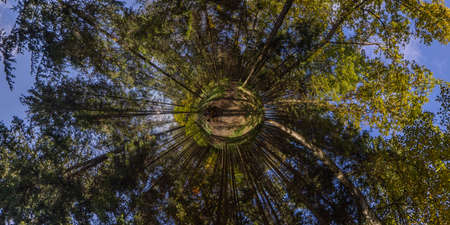hyperbolic little planet projection of spherical panorama in sunny autumn day in pine forest with...