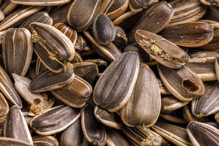 sunflower seeds corrupted with pantry flour mothsの写真素材