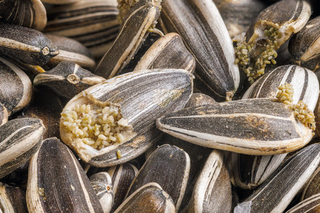 sunflower seeds corrupted with pantry flour mothsの写真素材