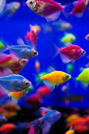 assortment of Ternetia Glofish on blue background in aquariumの写真素材