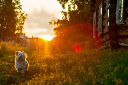 Lap-dog at sundown in villageの写真素材