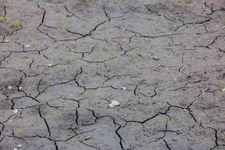 drying dirt with cracks and green sprouts full-frame backgroundの写真素材