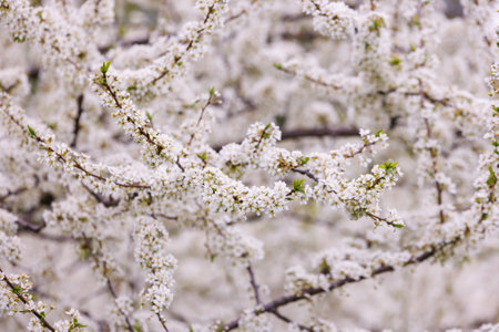 Blossoming cherry in the garden. Full-frame background.