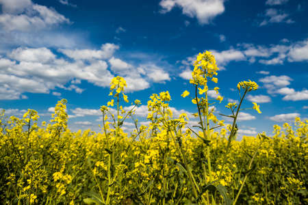 Blooming canola field and blu sky with white cloudsの写真素材