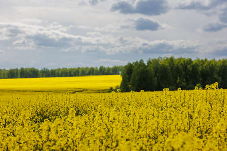 yellow rapseed field at daylight with selective focusの写真素材